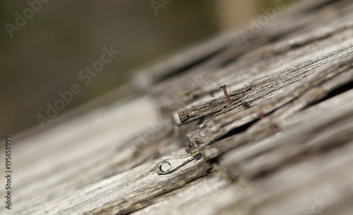nail in the house roof, closeup photo
