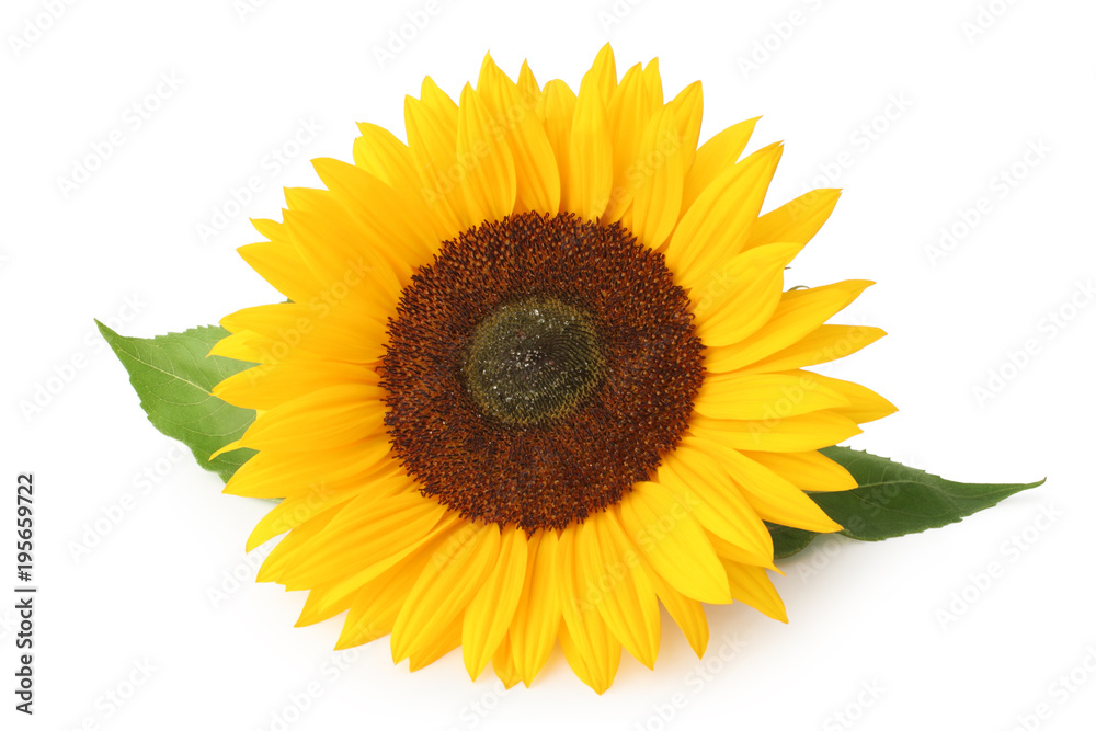 Naklejka premium Beautiful sunflower (Helianthus annuus, Asteraceae) isolated on white background, inclusive clipping path without shade.