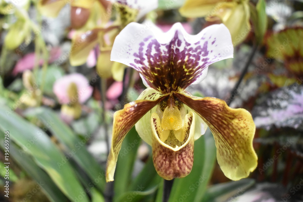 Fototapeta premium Exotic Flowers