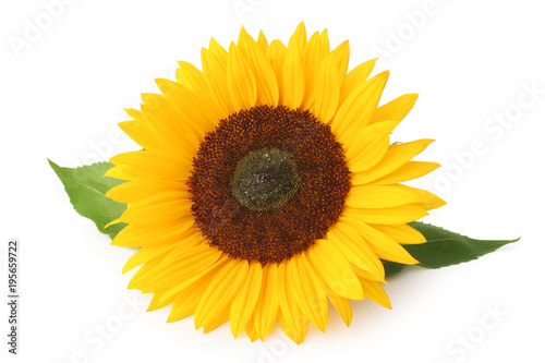 Beautiful sunflower  Helianthus annuus  Asteraceae  isolated on white background  inclusive clipping path without shade.