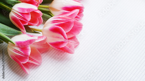 Fototapeta Naklejka Na Ścianę i Meble -  Tulip flowers on white textured background