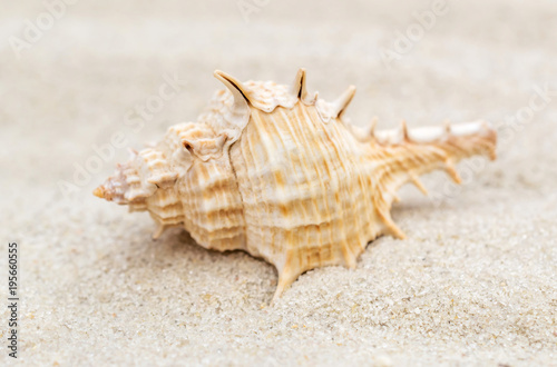 Seashell on the sand. Close up.
