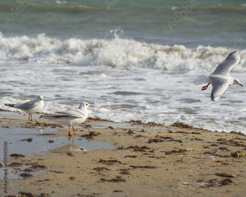 Seagull on the coast of Black sea