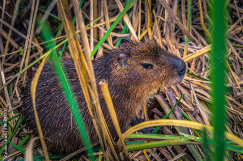 Colonia Carlos Pellegrini - June 28, 2017: Capybara at the Provincial Ibera park at Colonia Carlos Pellegrini, Argentina photo