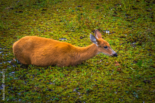 Colonia Carlos Pellegrini - June 28, 2017: Wild deer at the Provincial Ibera park at Colonia Carlos Pellegrini, Argentina photo