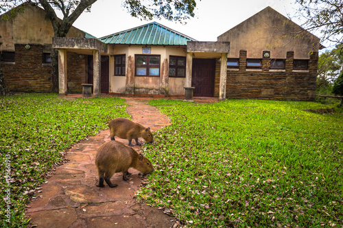 Colonia Carlos Pellegrini - June 28, 2017: Capybaras at the Provincial Ibera park at Colonia Carlos Pellegrini, Argentina photo