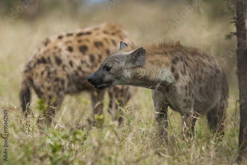 Hyena eating  Africa