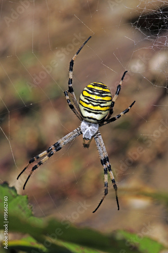Wespenspinne (Argiope bruennichi) - wasp spider