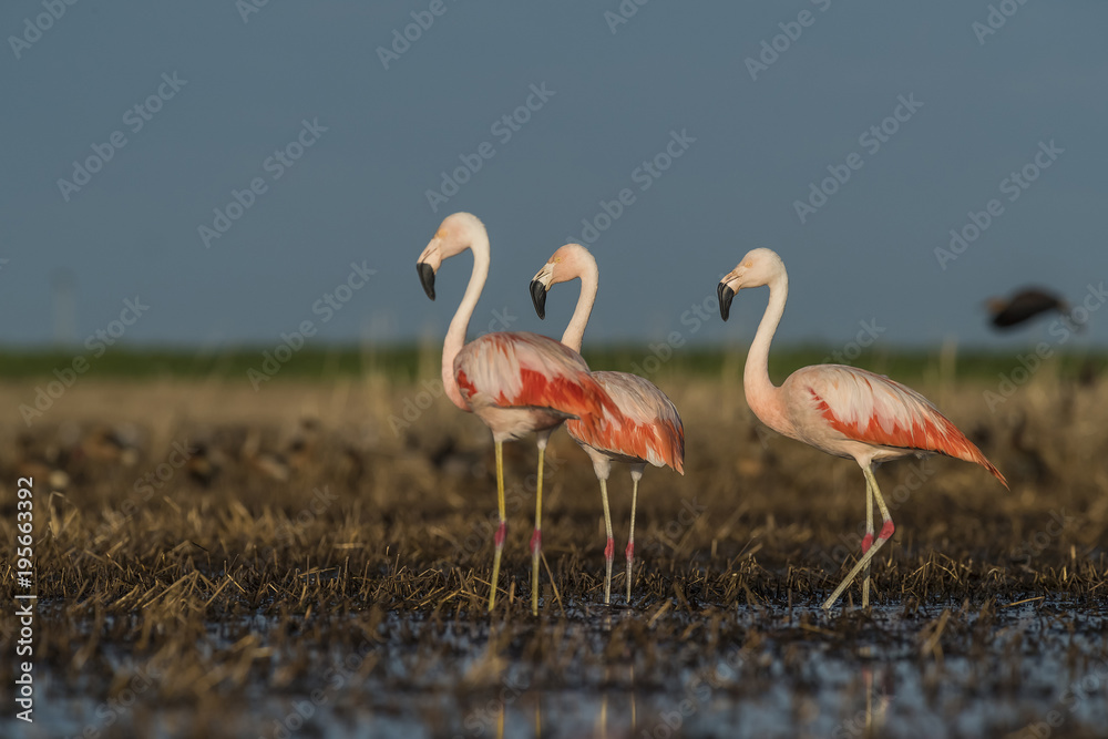 Fototapeta premium Flamingos, Patagonia Argentina