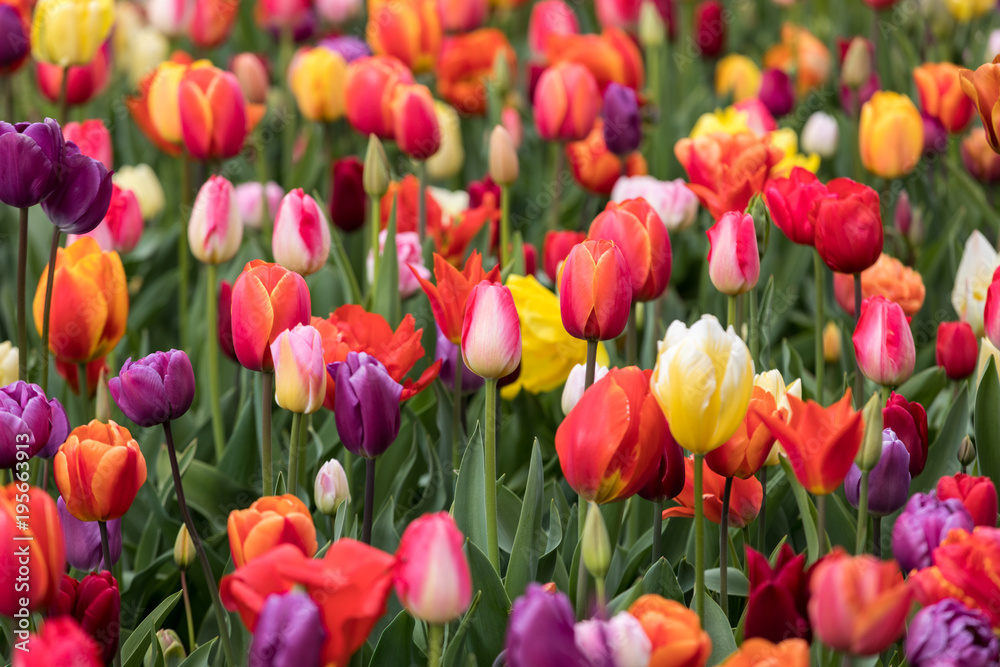 Abstract background . Colorful tulips flowers blooming in a park Abstract background . Colorful tulips flowers blooming in a park
