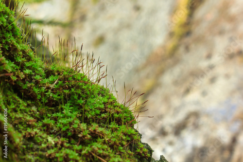 close up bright green moss