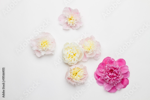 Peonies on a white background. Top view © megdypro4im