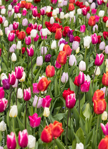 Abstract background . Colorful tulips flowers blooming in a park