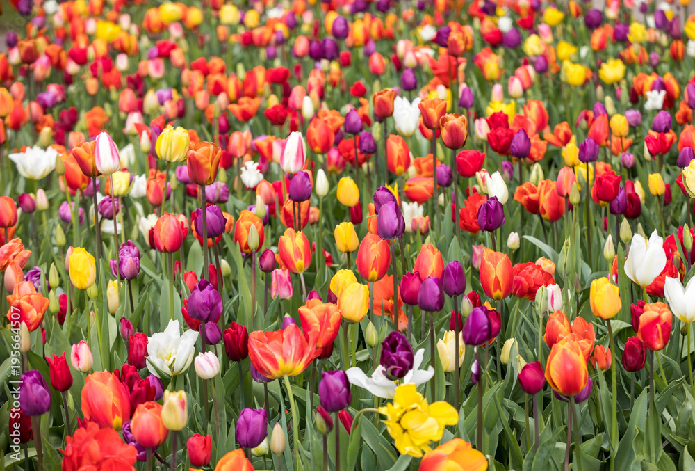 Abstract background . Colorful tulips flowers blooming in a park