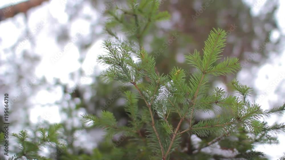 spruce branch in the winter forest spruce branch in the winter forest
