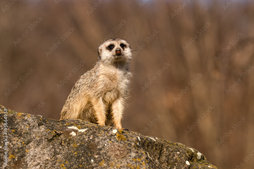 Fototapeta premium Suricata suricatta