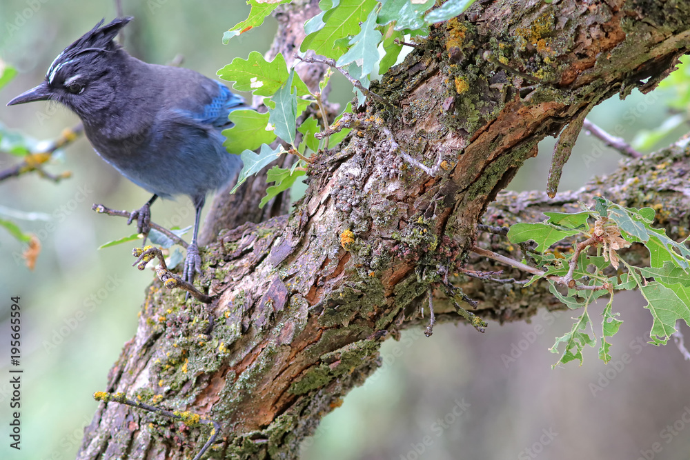 Obraz premium Steller's Jay on a tree trunk
