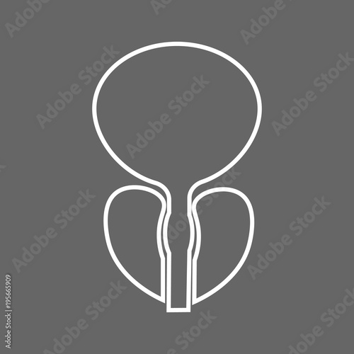 Stylized human prostate anatomy line icon.