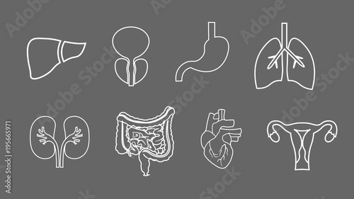 human organs line icons set. Anatomy of body. Reproductive system, Lungs, Uterus, stomach, heart, liver illustrations