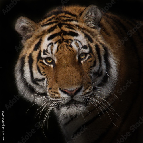 Tiger © Marlene