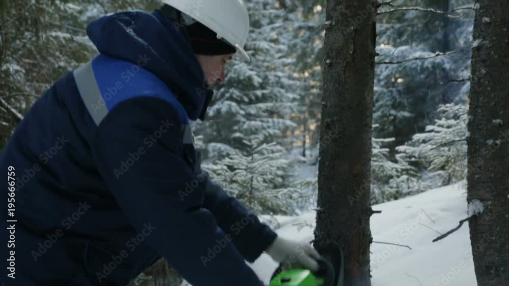 Worker sawing with chainsaw in winter forest Worker sawing with chainsaw in winter forest