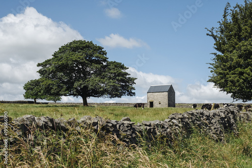 Grazing cattle, tree and barn. Tideswell, Derbyshire, UK. photo