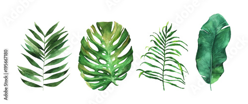 Four beautiful tropical leaves vector illustration isolated on the white background. Hand drawn leaves illustration in watercolor technique. 