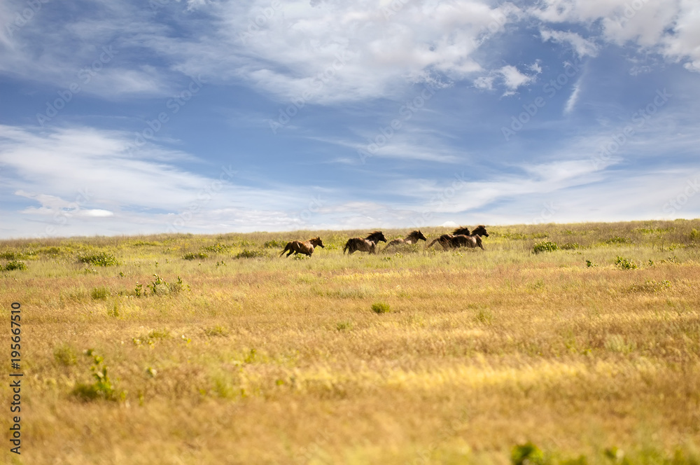 Herd of wild horses with a long mane running galloping over the steppe flowers on the island