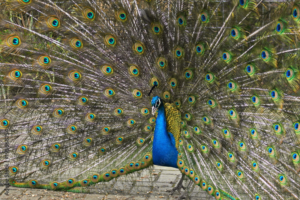 Obraz premium Pfau