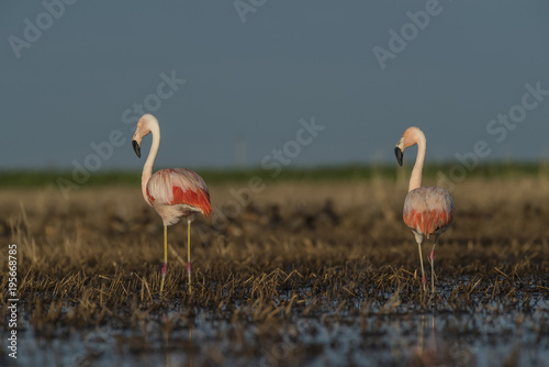 Flamingos, Patagonia Argentina