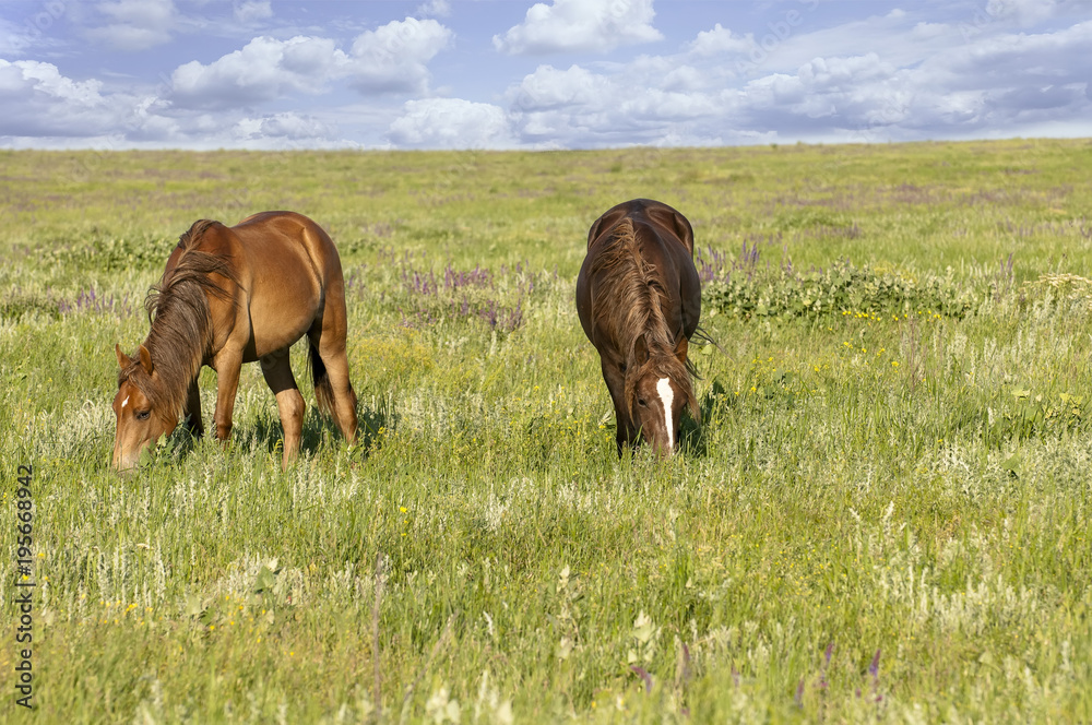 portrait of a wild horse portrait of a wild horse