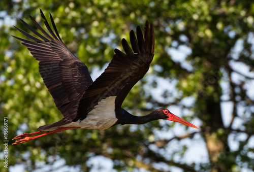 black stork, Bocian czarny, Ciconia nigra