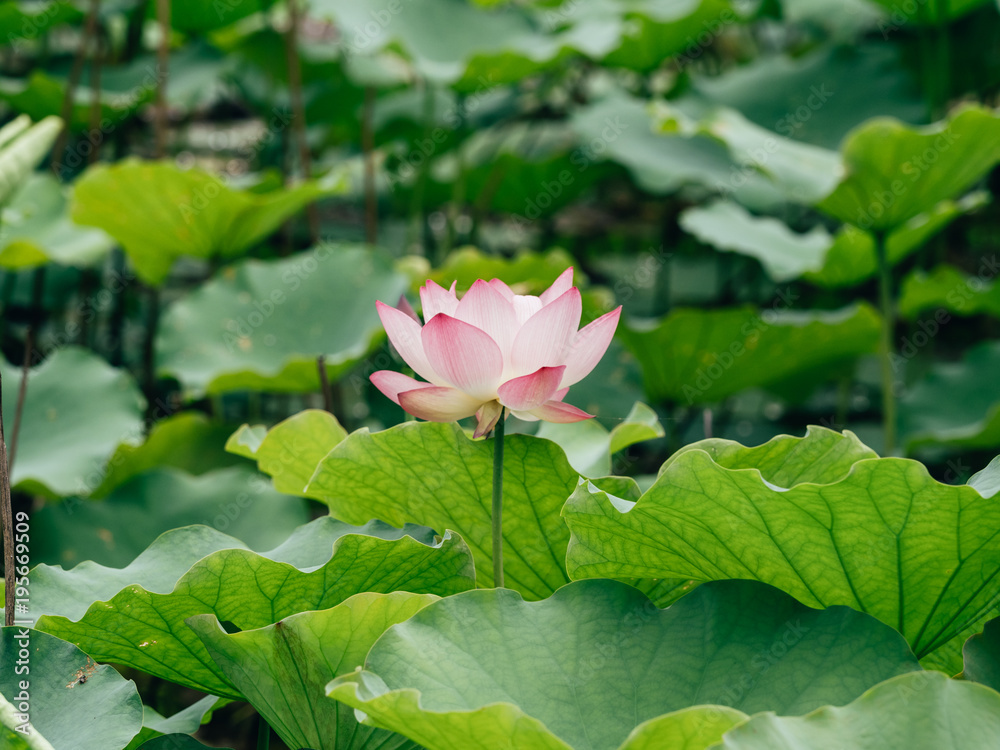 lotus flower