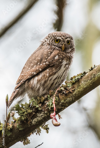 sóweczka - Glaucidium passerinum - pygmy owl