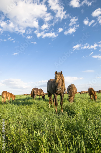 A herd of wild horses shown on Water island in atmospheric Rostov state reserve