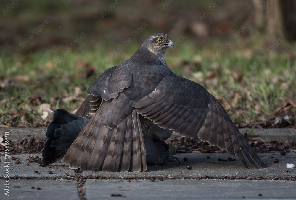 Fototapeta premium sparrow hawk Krogulec (Accipiter nisus) 
