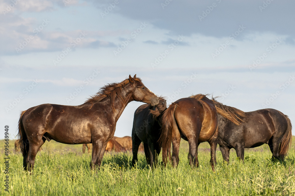 A herd of wild horses shown on Water island in atmospheric Rostov state reserve