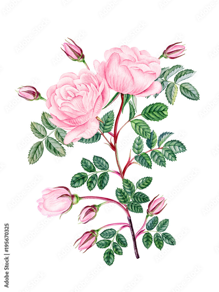 pink rose pink rose