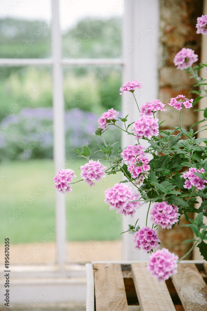 Pink Verbena plant on a bench in a glasshouse. Pink Verbena plant on a bench in a glasshouse.