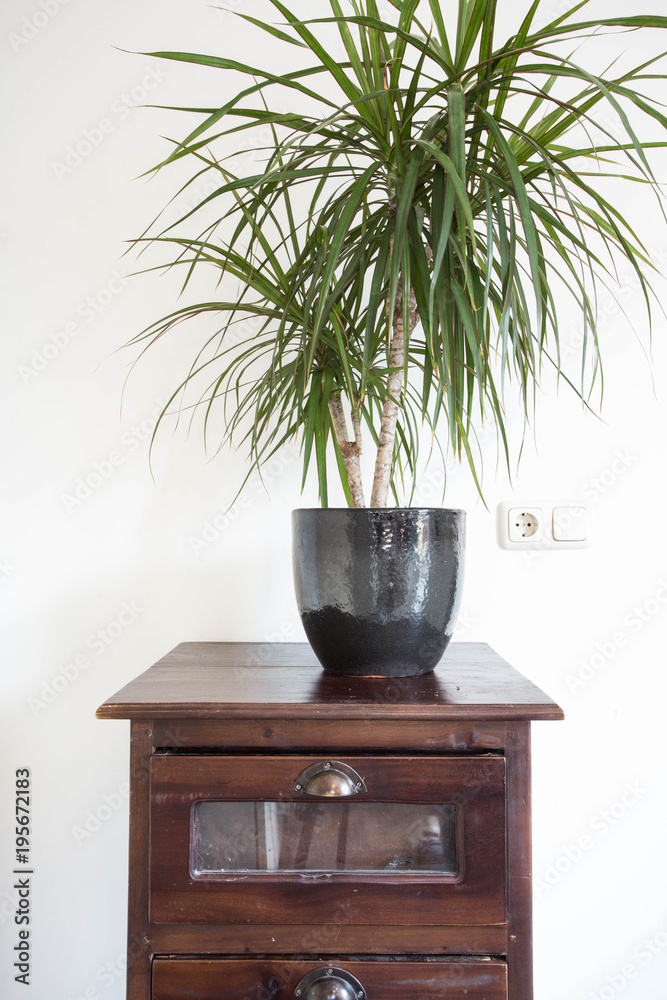 Green plant retro design home interior close-up white wall texture Green plant retro design home interior close-up white wall texture