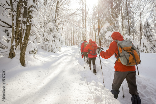 Group of hikers walking in the forest on the hill covered with fresh deep snow.