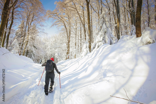 Hiker walking in the forest on the hill covered with fresh deep snow. photo