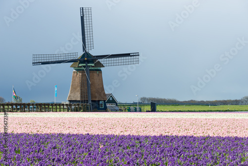 Traditional windmill with hyacinth flowers in the Netherlands
