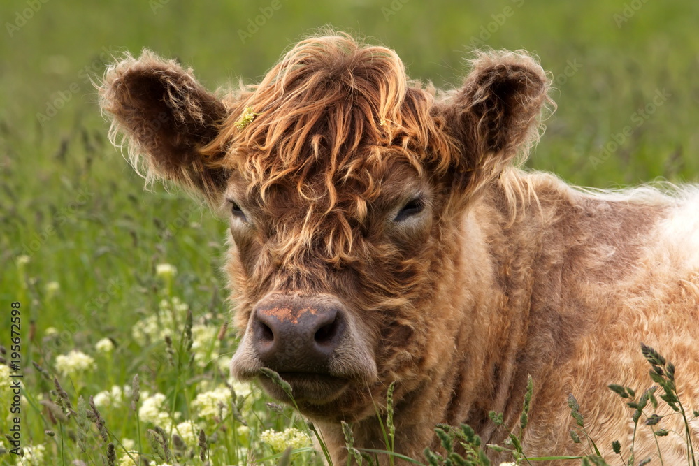 Fototapeta premium galloway rind