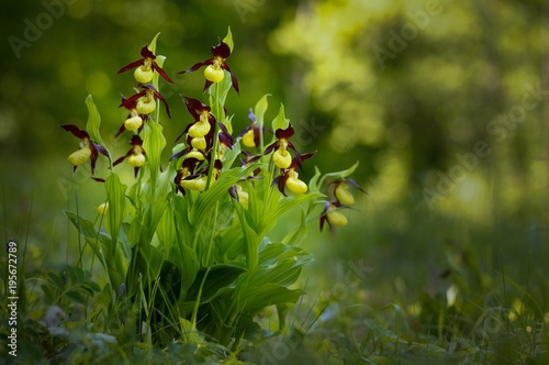 Cypripedium calceolus, lady's-slipper orchid