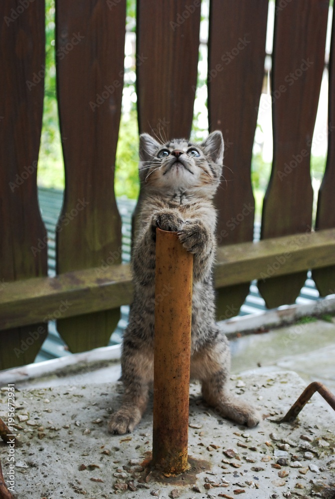 Obraz premium cute little tabby kitty cat - kitten - day