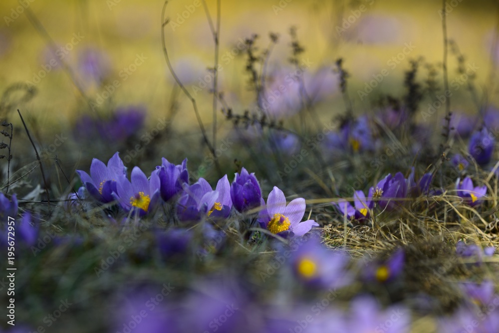 Pasque flower (Pulsatilla grandis), spring violet flowers on a meadow