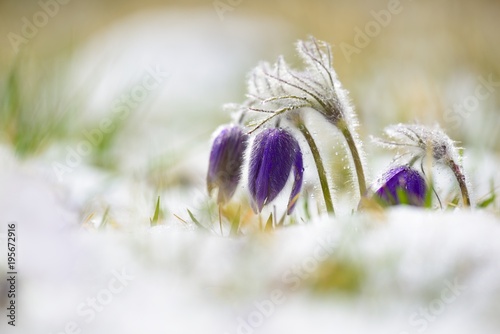 Spring snowy meadow, violet flowers, pasque flower (pulsatilla grandis)