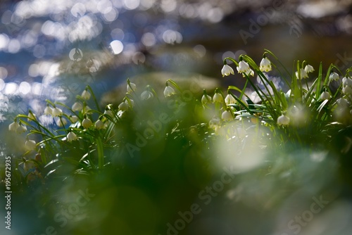 Spring snowflake  flowers  leucojum vernum