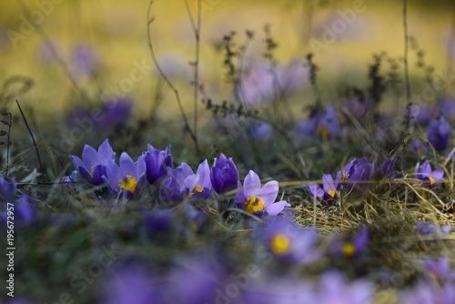 Pasque flower (Pulsatilla grandis), spring violet flowers on a meadow